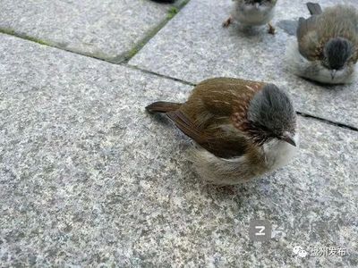 【盘州发布】 飞鸟自杀?六盘水现鸟类集体撞向大楼玻璃